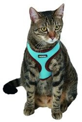 Szelki z lamówką + smycz 120cm dla kota Niebieskie